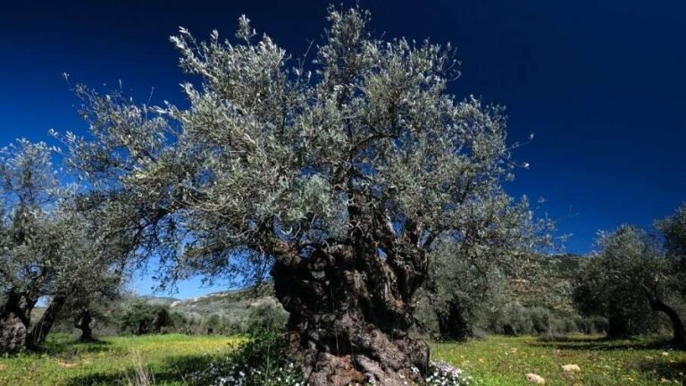 Albero ulivo descrizione, proprietà e benefici