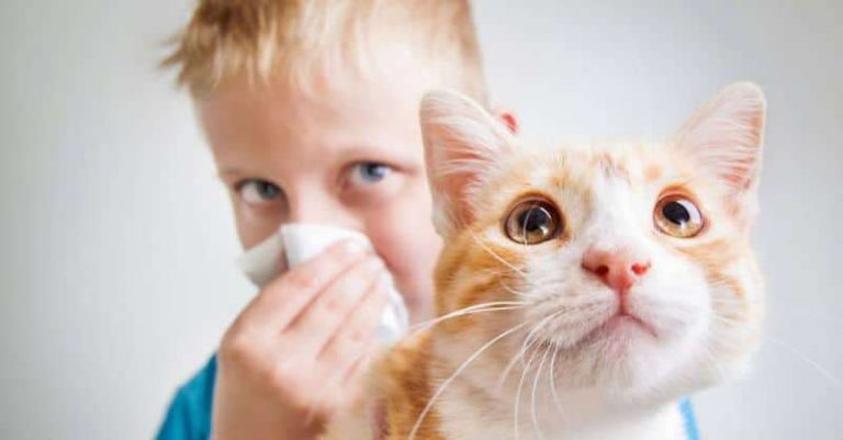 Combattere la allergia al gatto