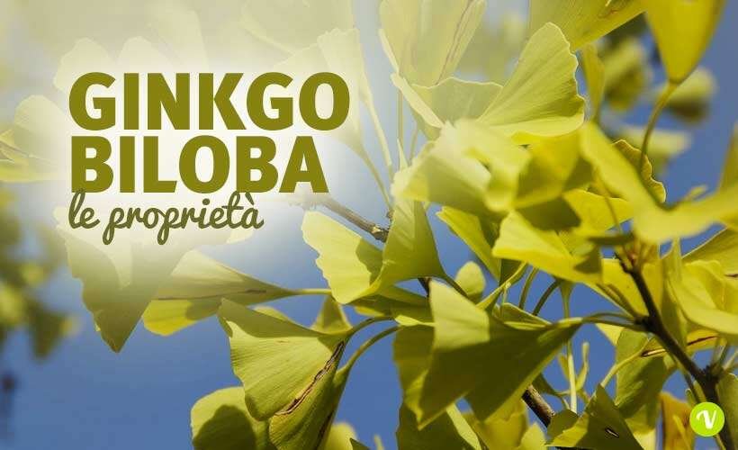 Oggi il Ginkgo biloba capsule benefici