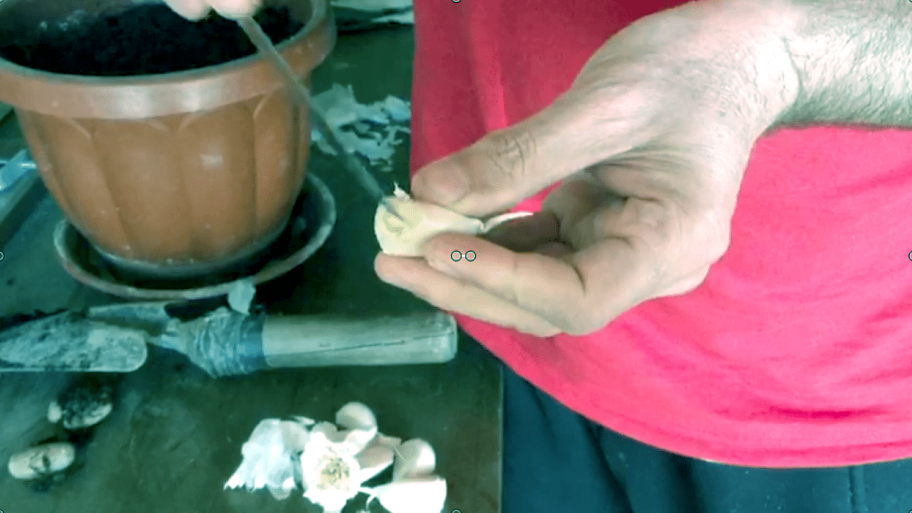 Piantare aglio e auto produrlo