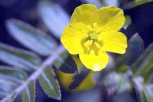 La pianta del tribulus terrestris