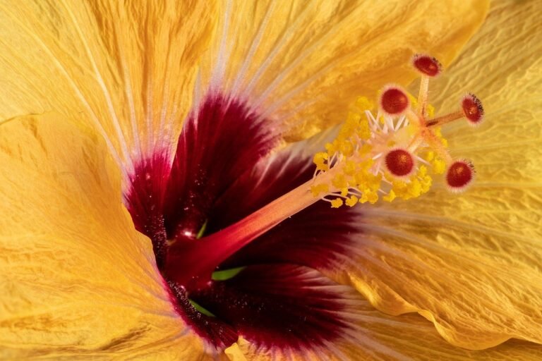 A cosa servono i fiori di ibisco?