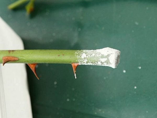 L'aspirina come ormone radicante